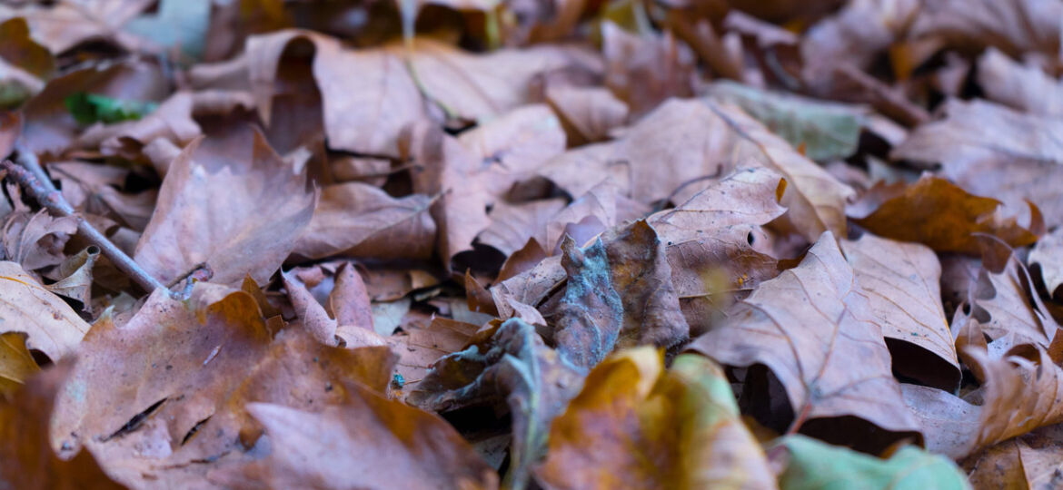 Herbst-Kopie