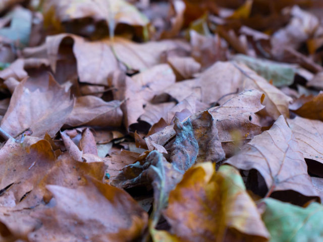 Herbst-Kopie